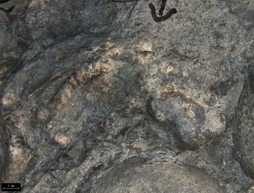 Aplocoma damesii