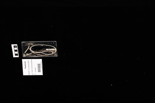 Thamnophis sirtalis