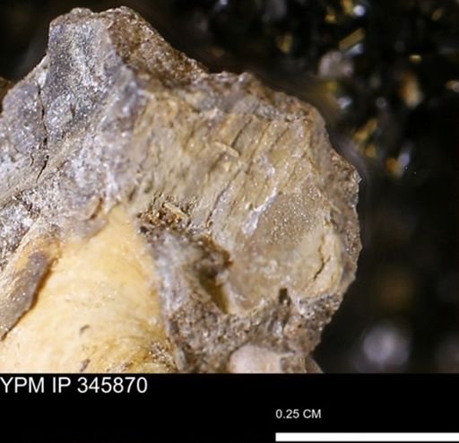 undet. Mollusca