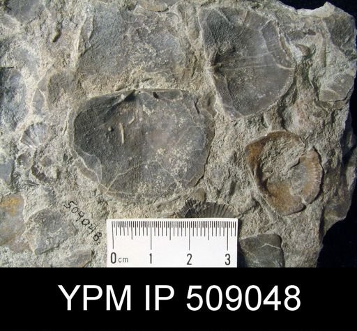 Strophomena huronensis