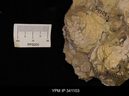 Scaphites sp.