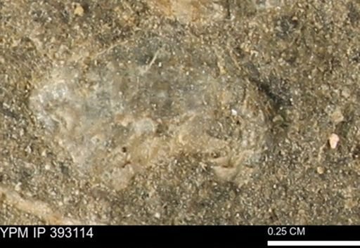 undet. Mollusca