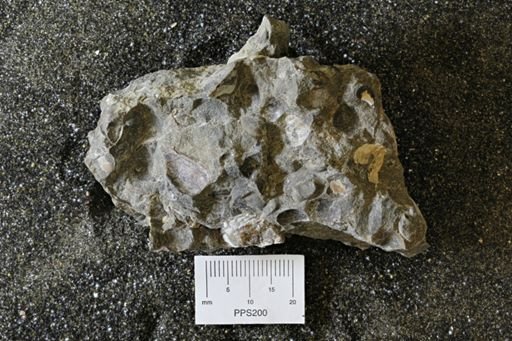 Protocardia