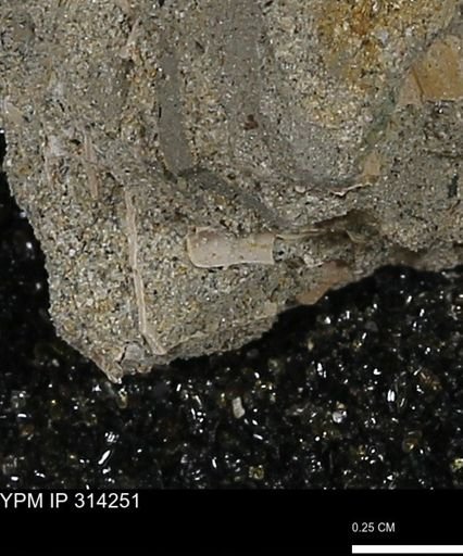 undet. Scaphopoda