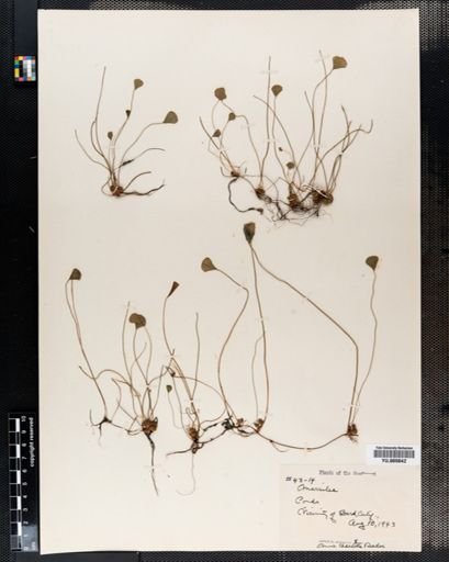 Marsilea