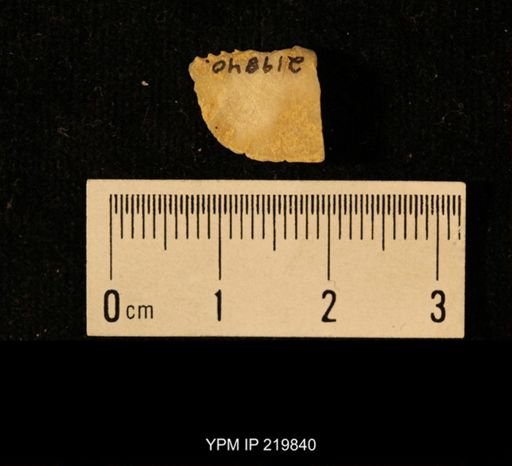 Chonetes granulifer