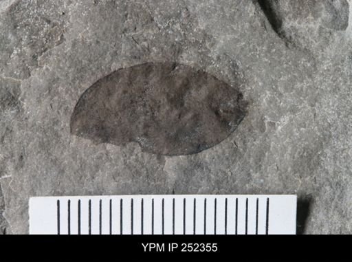 undet. Eurypterida