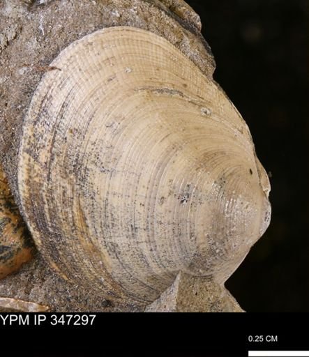 Limopsis striatopunctatus