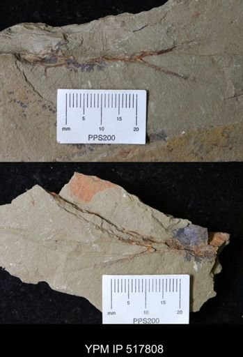 Clonograptus?