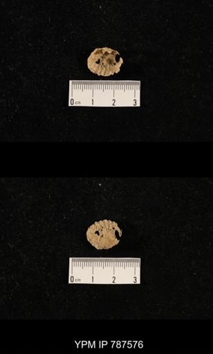 undet. Brachiopoda