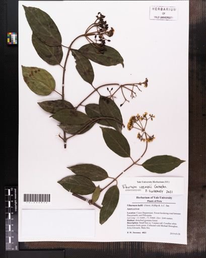 Viburnum hallii