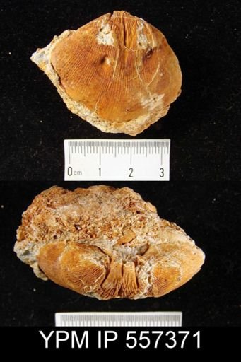 Reticularia pseudolineata