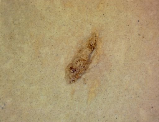 undet. Problematica