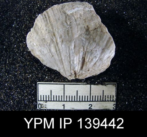 Spirifer (Neospirifer) musakheylensis