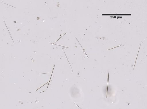 Mycale fibrexilis