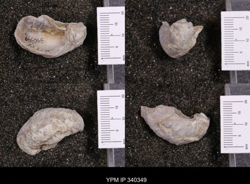 Gryphaea marcoui
