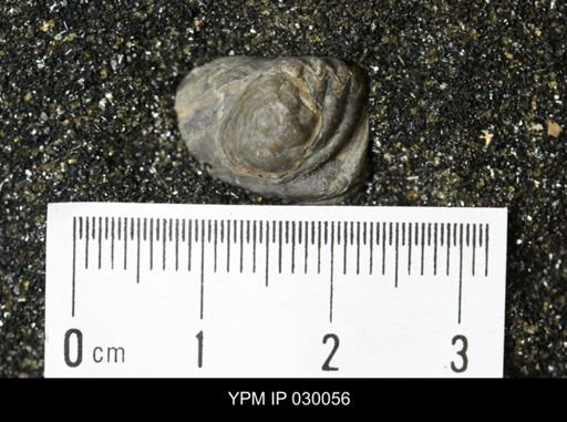 Petrocrania mimetica