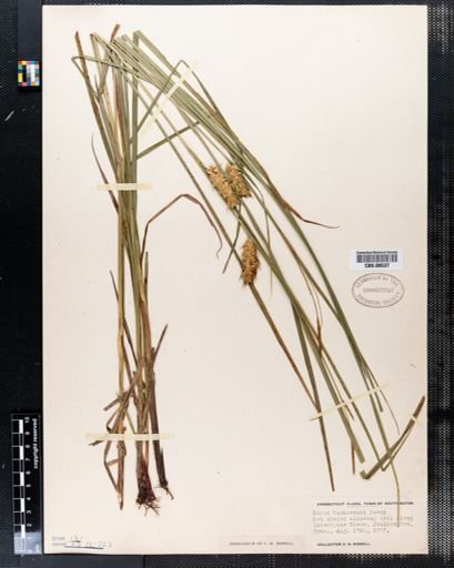 Carex tuckermanii