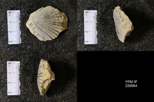 Pecten