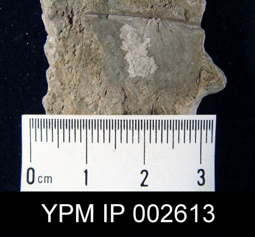 Stropheodonta interstrialis