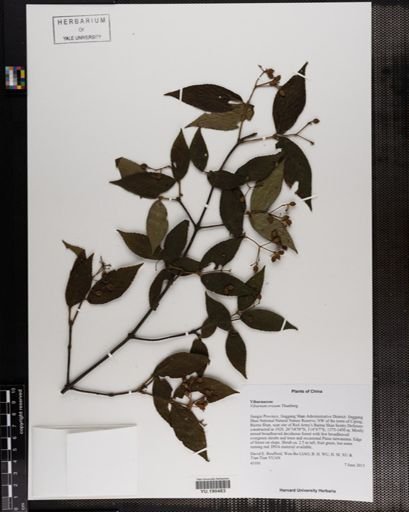 Plantae
