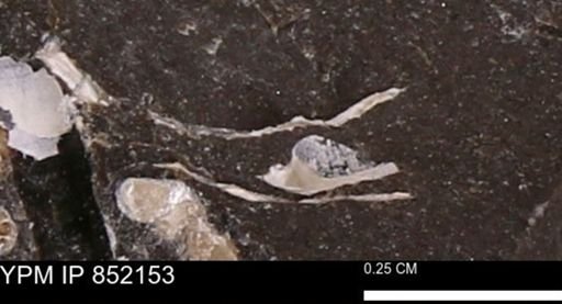 undet. Bivalvia