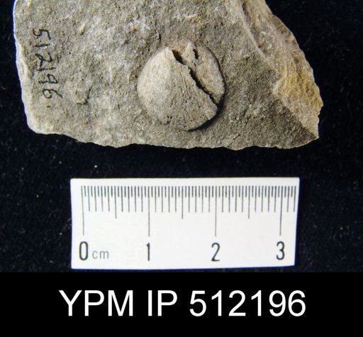Parmorthis?