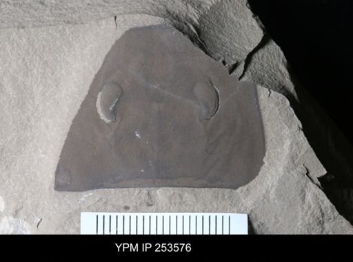 Eurypterus sp.