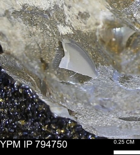 undet. Bivalvia