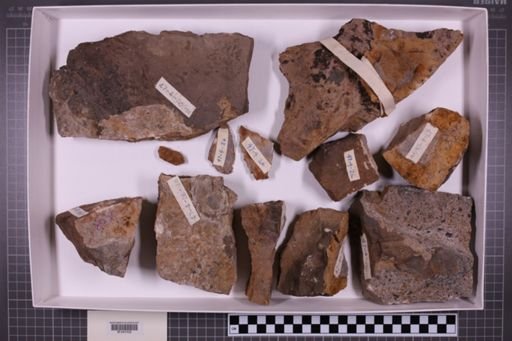 mixed taxa, stratigraphic collection