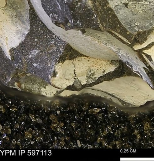 Limopsis striatopunctatus