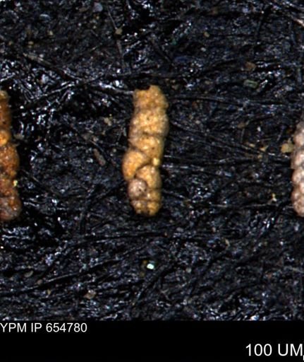 Ammobaculoides phaulus