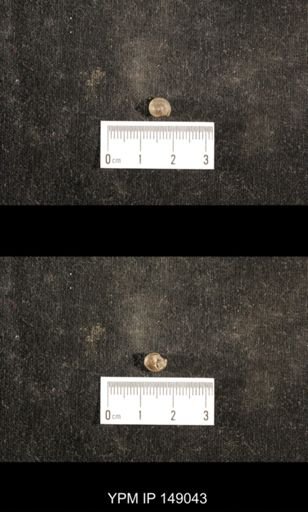 Glabrocingulum grayvillense