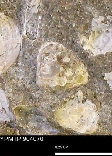 Corbulamella?
