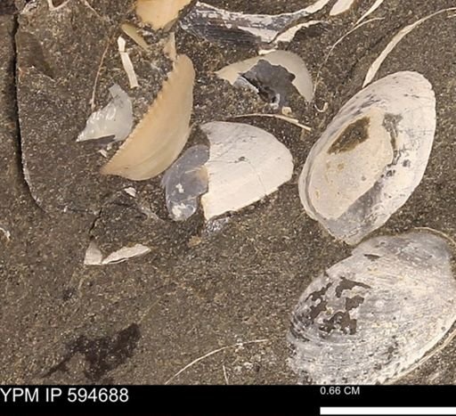 Protocardia sp.