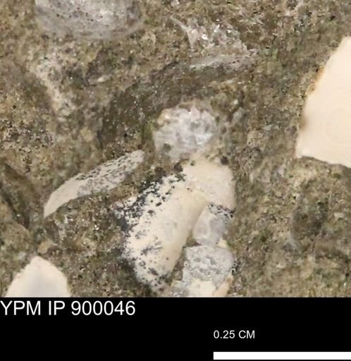 undet. Mollusca