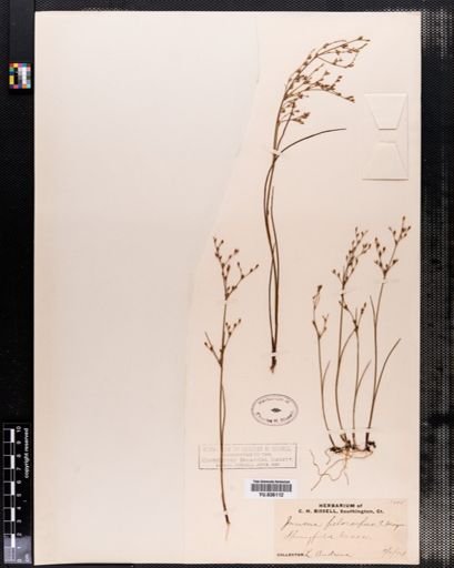 Juncus pelocarpus