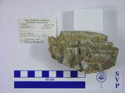Proboscidea