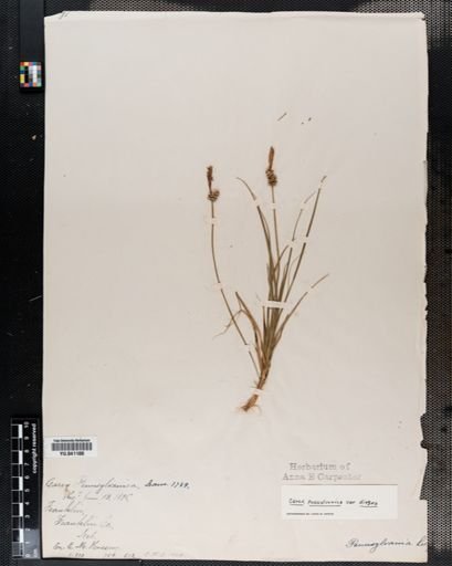 Carex pensylvanica