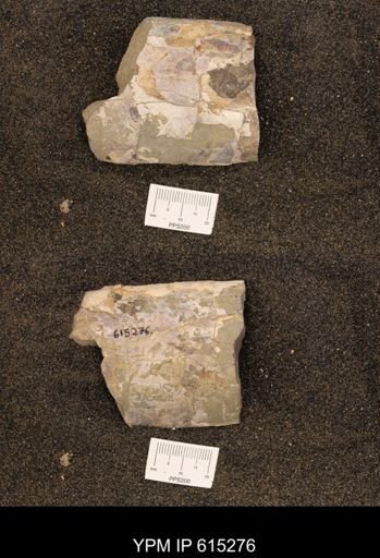 Baculites sp.