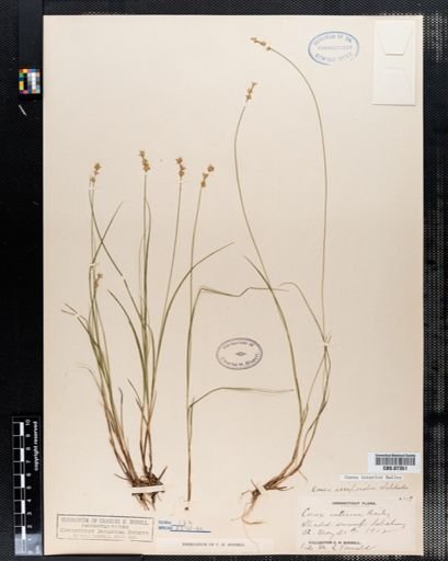 Carex interior