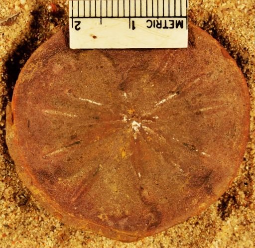 Annularia radiata