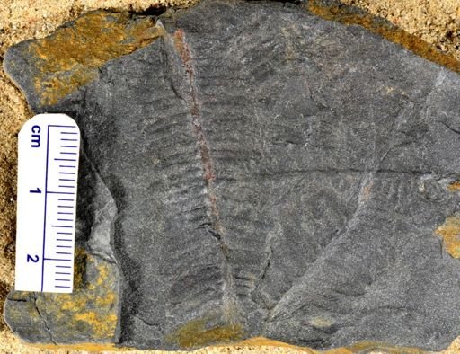 Pecopteris sp.