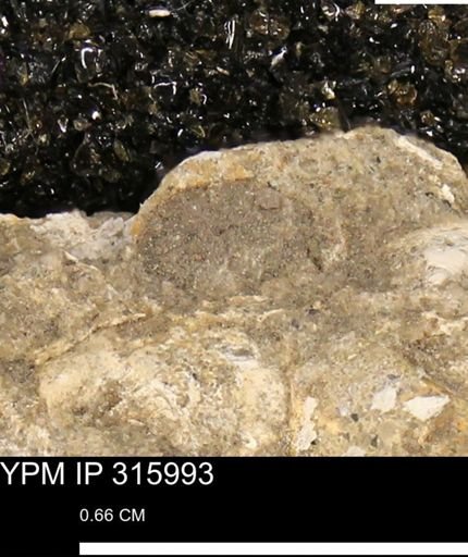 undet. Mollusca