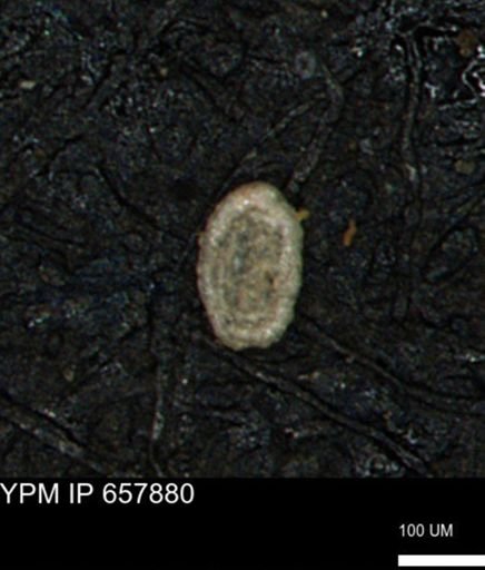 Spirolocammina planula