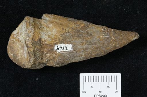 Tenontosaurus tilletti