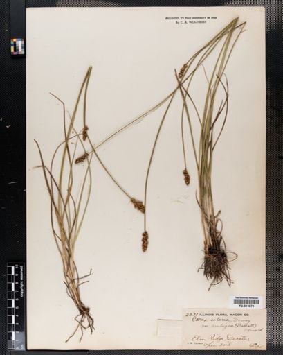 Carex setacea