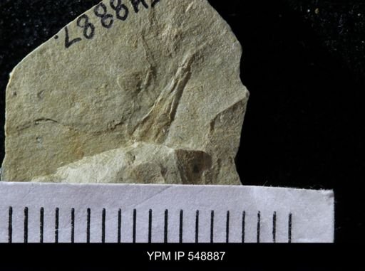 undet. Hyolithida