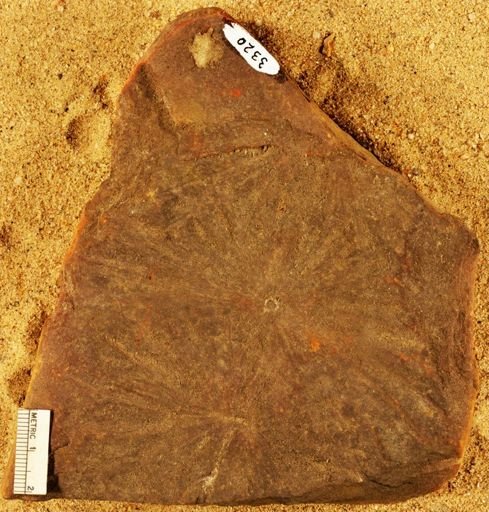 Annularia