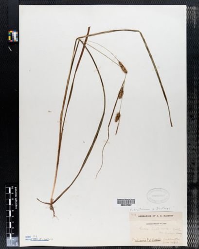 Carex hystericina